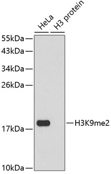 DiMethyl-Histone H3-K9 pAb