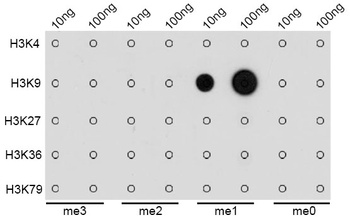 MonoMethyl-Histone H3-K9 pAb