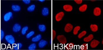 MonoMethyl-Histone H3-K9 pAb