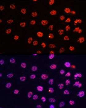 MonoMethyl-Histone H3-K9 pAb