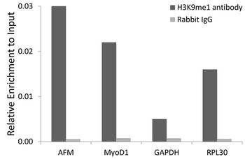 MonoMethyl-Histone H3-K9 pAb