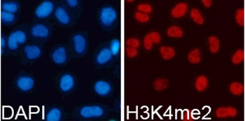 DiMethyl-Histone H3-K4 pAb