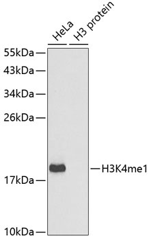 MonoMethyl-Histone H3-K4 pAb