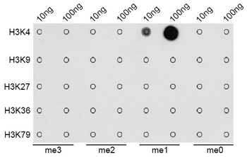 MonoMethyl-Histone H3-K4 pAb