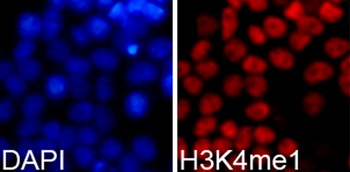 MonoMethyl-Histone H3-K4 pAb