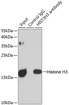 Histone H3 Antibody