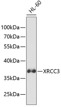 XRCC3 Antibody