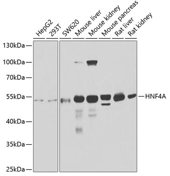 HNF4A Antibody