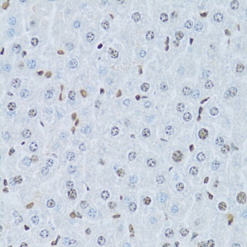 HNF4A Antibody