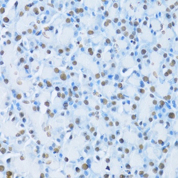 HNF4A Antibody