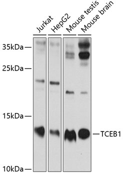 TCEB1 Antibody