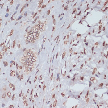 Lamin A / C Antibody
