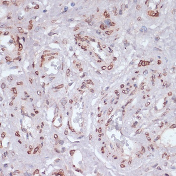 Lamin A / C Antibody