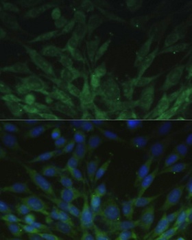 Lamin A / C Antibody