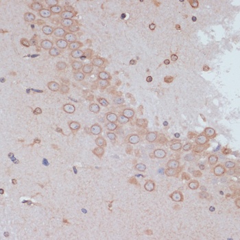 Lamin A / C Antibody