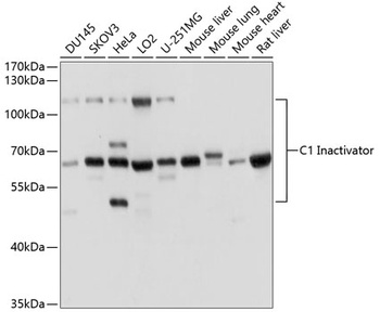 SERPING1 Antibody