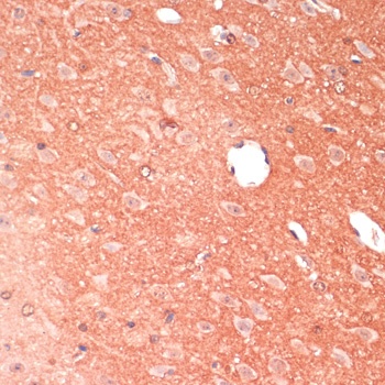GAP43 Antibody