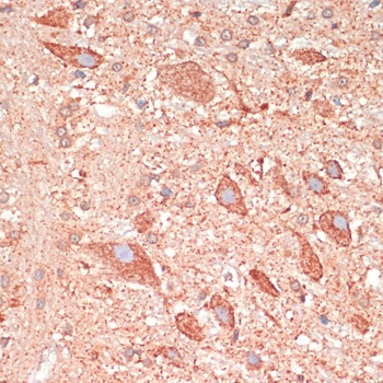 GAP43 Antibody