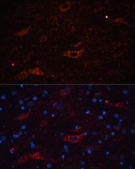 GAP43 Antibody