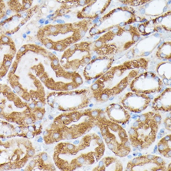 NUBP1 Antibody