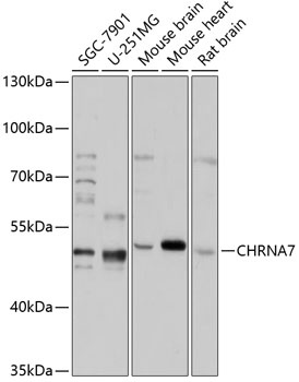 CHRNA7 Antibody