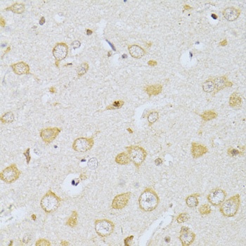 CHRNA7 Antibody