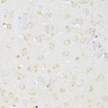 CHRNA7 Antibody