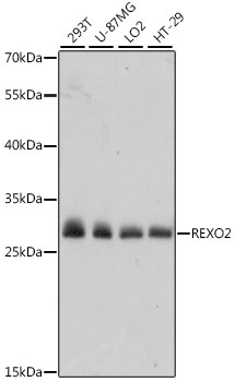 REXO2 Antibody