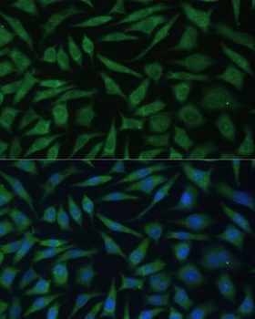 REXO2 Antibody