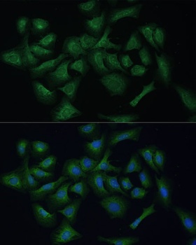 REXO2 Antibody