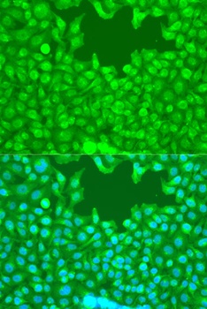 WWTR1 Antibody