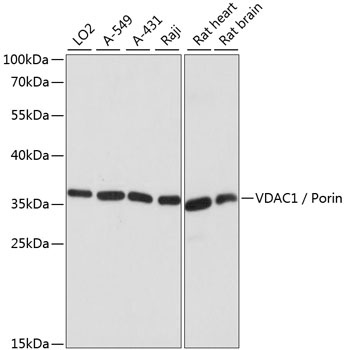 VDAC1 Antibody