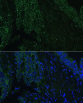 CLCA1 Antibody