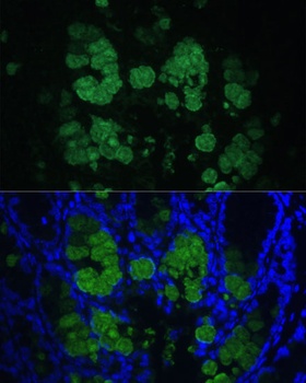 CLCA1 Antibody