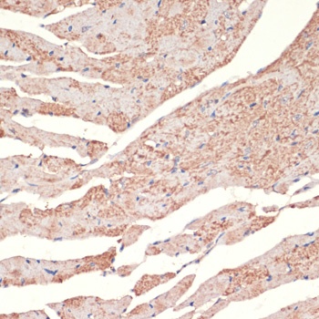 ADRA1A Antibody