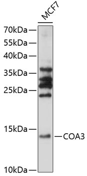 COA3 Antibody