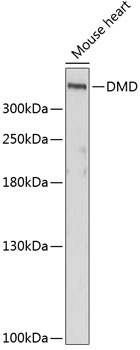 DMD Antibody