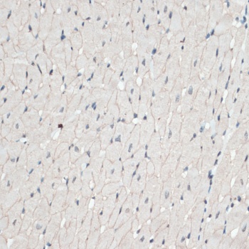 DMD Antibody