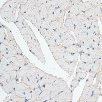 DMD Antibody