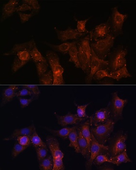 DMD Antibody