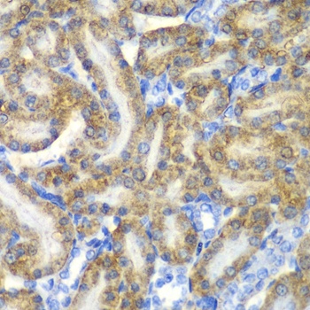 FAH Antibody