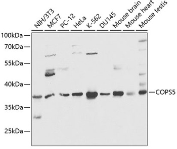 COPS5 Antibody