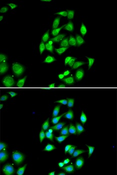 NFS1 Antibody