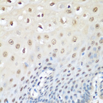 VCP Antibody