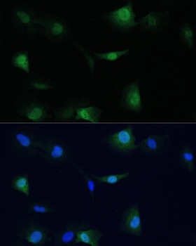 VCP Antibody