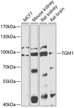 TGM1 Antibody