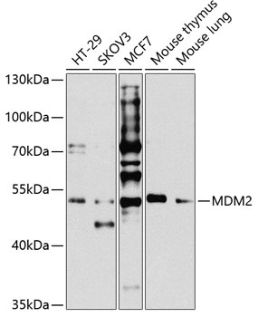 MDM2 Antibody