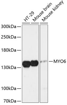 MYO6 Antibody