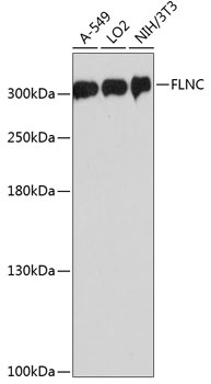 FLNC Antibody