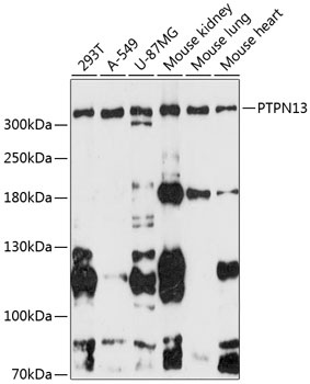 PTPN13 Antibody
